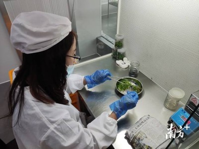 梅州 統籌涉農資金辦大事，南藥產業發展獲生物科技研究強力支撐